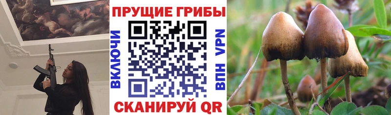 Псилоцибиновые грибы Psilocybe  Купить  Снежногорск 
